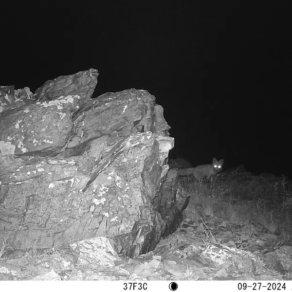 A photograph of Red fox from Karashoky camera trap