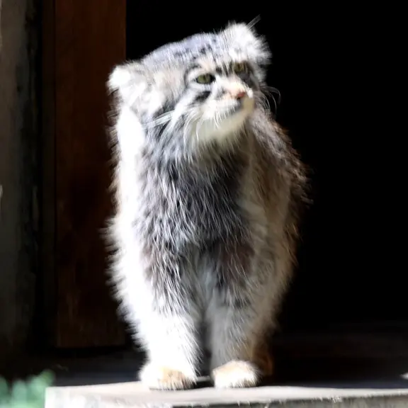 A photograph of a Pallas's cat in Moscow zoo