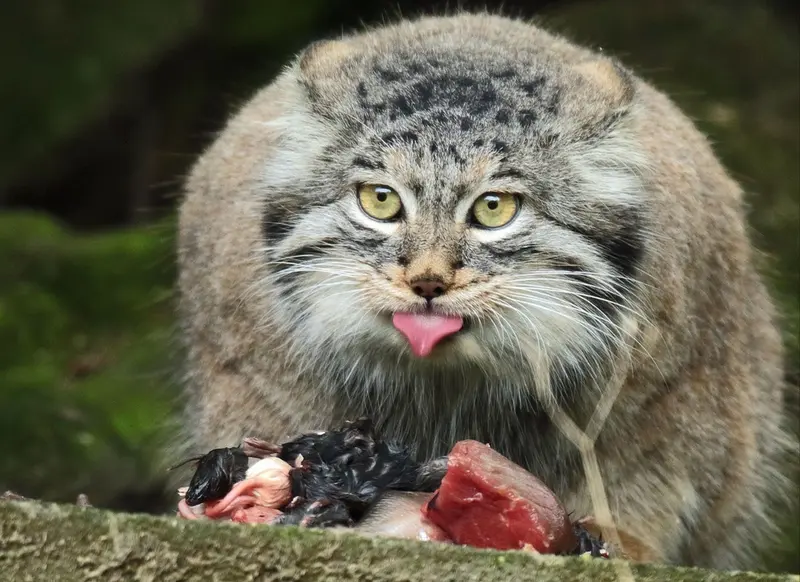 A photograph of a Pallas's cat