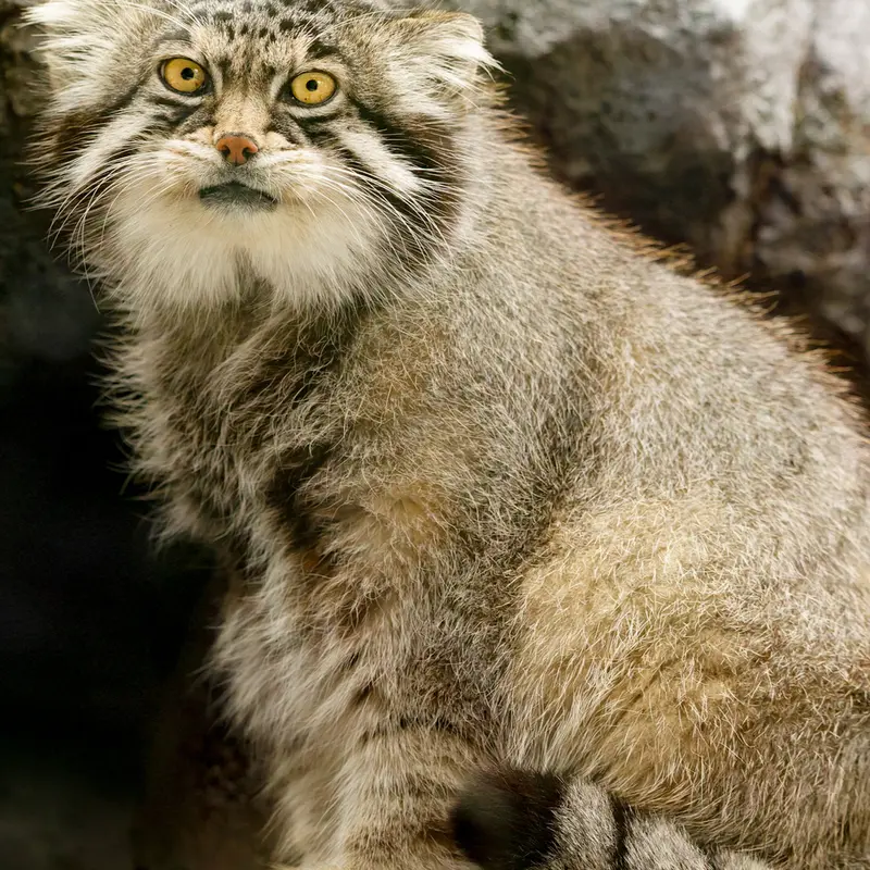 A photograph of Grusha in Asahiyama Zoo