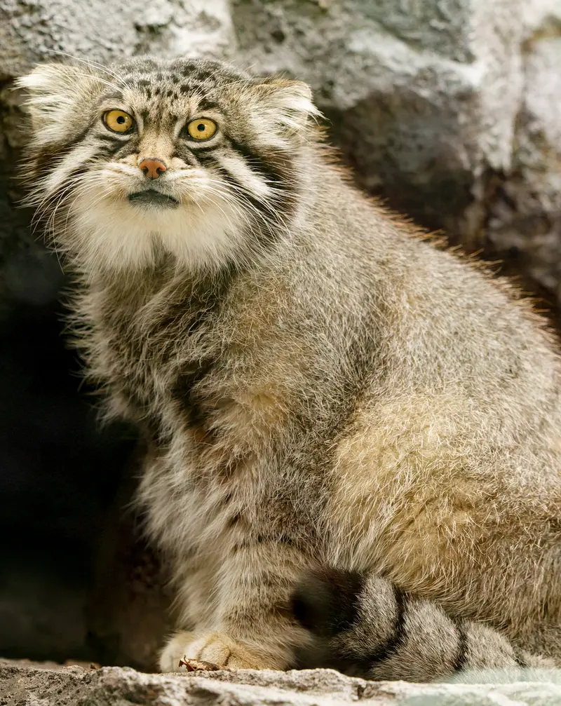 A photograph of Grusha in Asahiyama Zoo