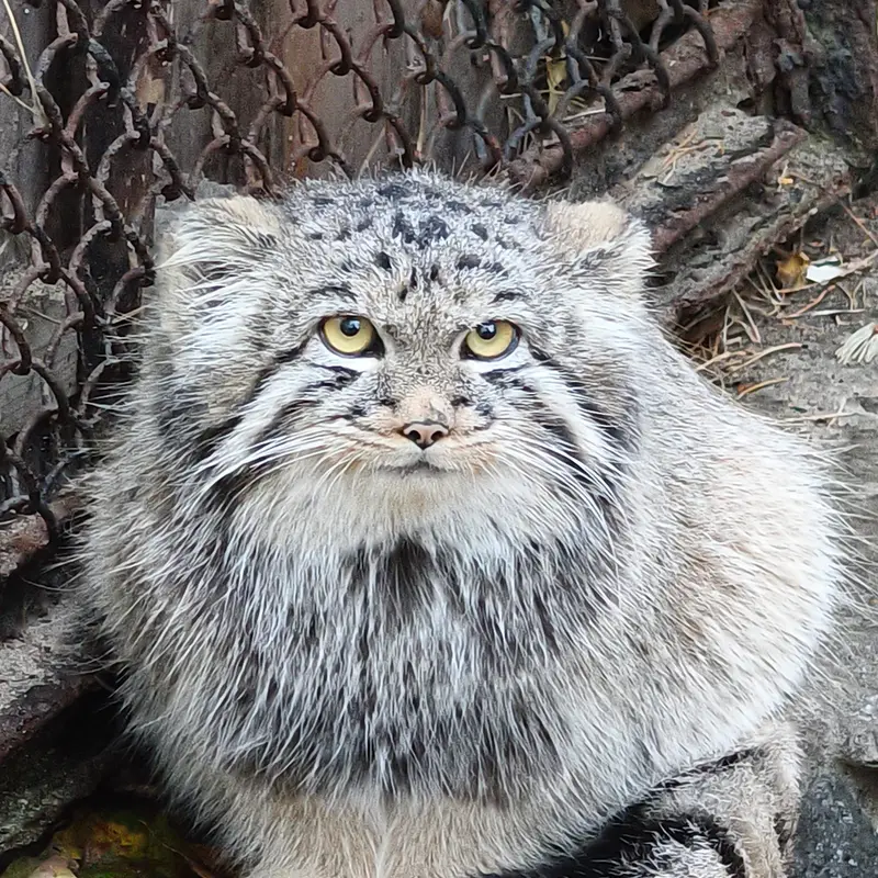 A photograph of Kitten of Eve b.2026  Ⅲ in Novosibirsk Zoo