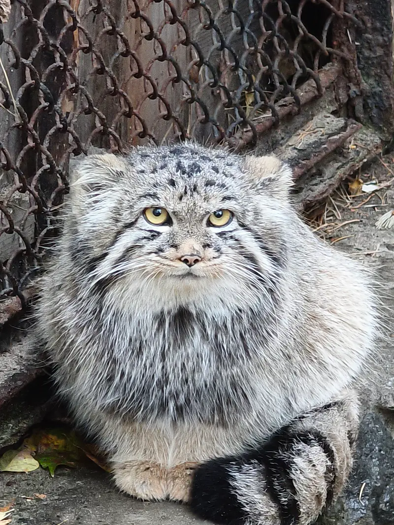A photograph of Kitten of Eve b.2026  Ⅲ in Novosibirsk Zoo