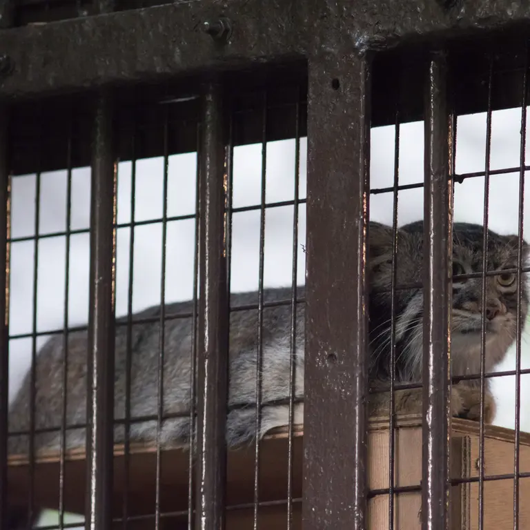 A photograph of Figa in Nogeyama Zoo