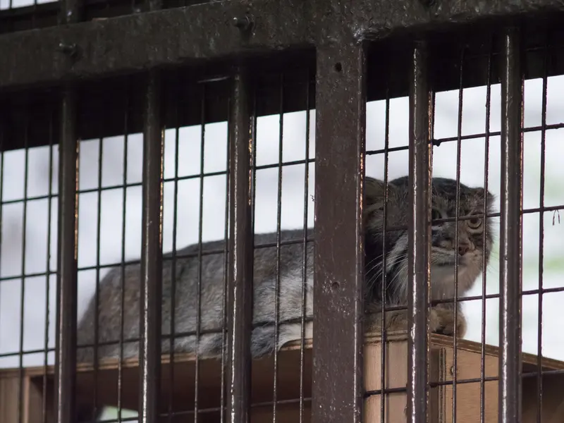 A photograph of Figa in Nogeyama Zoo