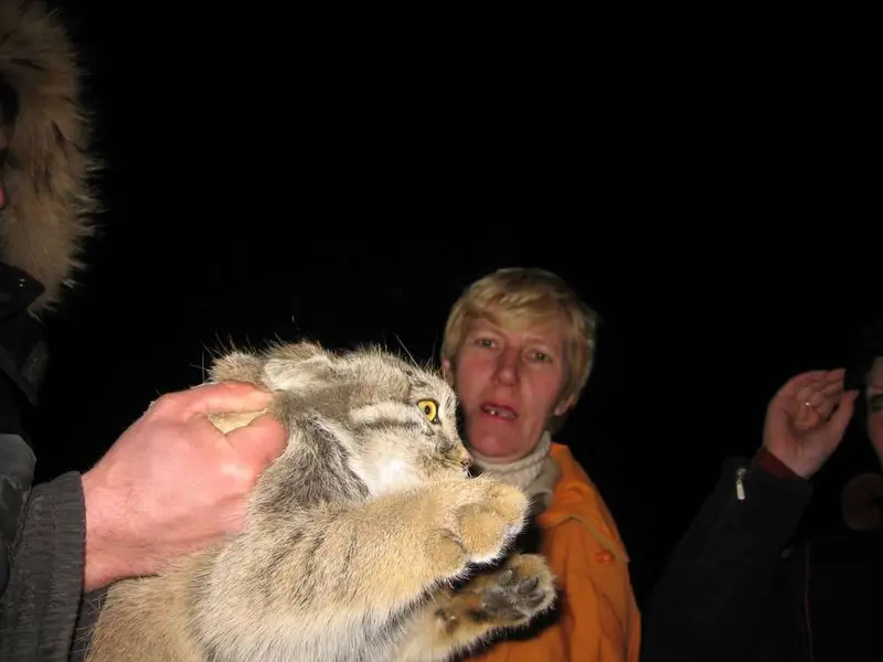 A photograph of a Pallas's cat
