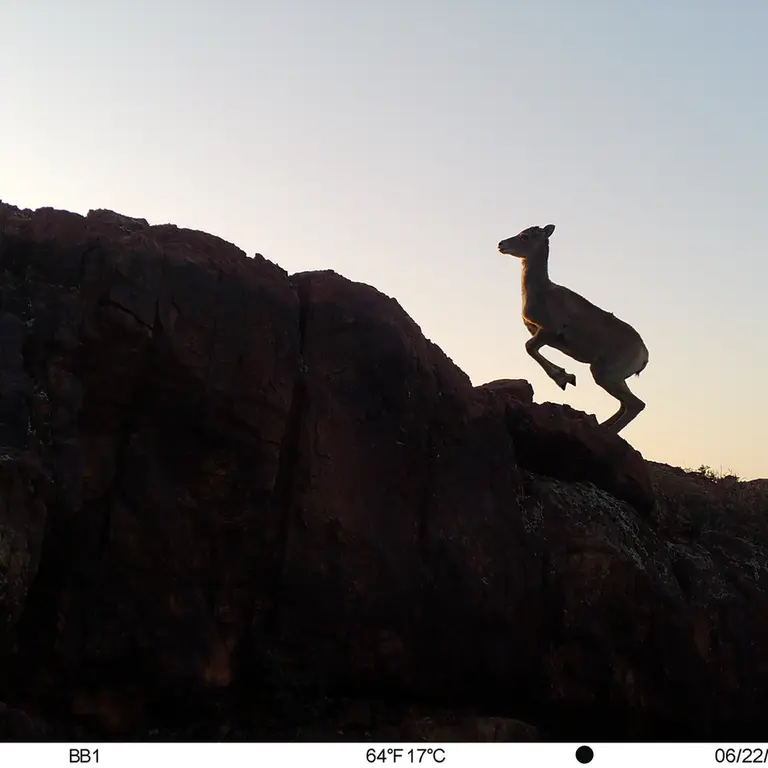 A photograph of Argali from Aktas-Kunkora [new] camera trap