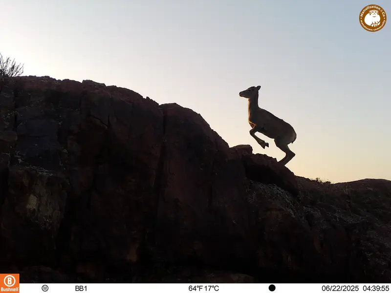 A photograph of Argali from Aktas-Kunkora [new] camera trap