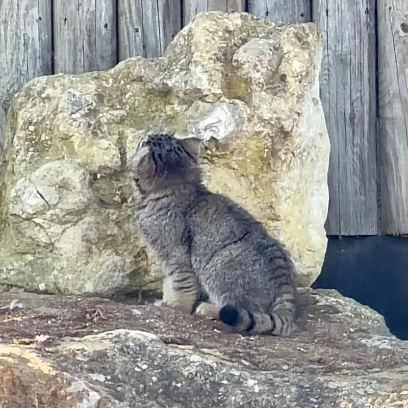 A photograph of a Pallas's cat in Port Lympne Wild Animal Park