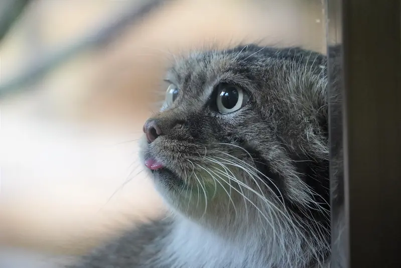 A photograph of a Pallas's cat