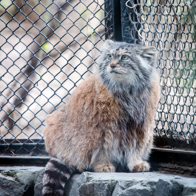 A photograph of Lastochka in Novosibirsk Zoo