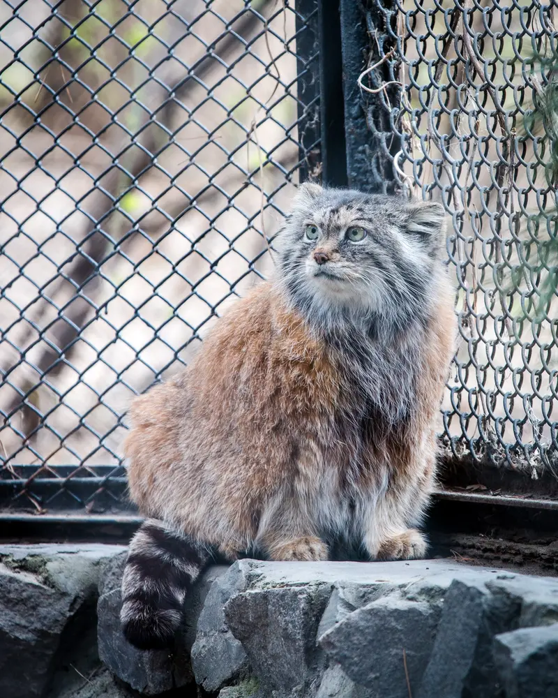 A photograph of Lastochka in Novosibirsk Zoo