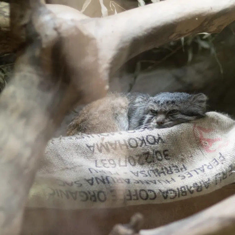 A photograph of Klyon in Ueno Zoological Gardens