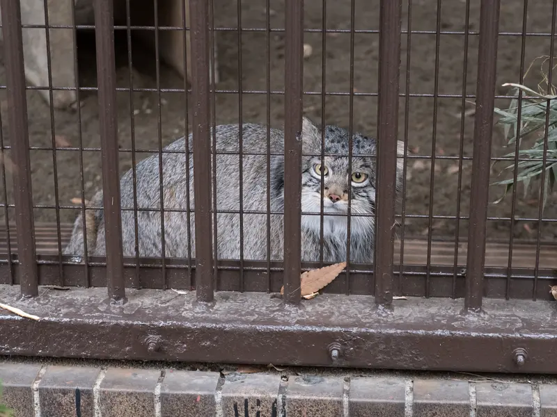 A photograph of Figa in Nogeyama Zoo