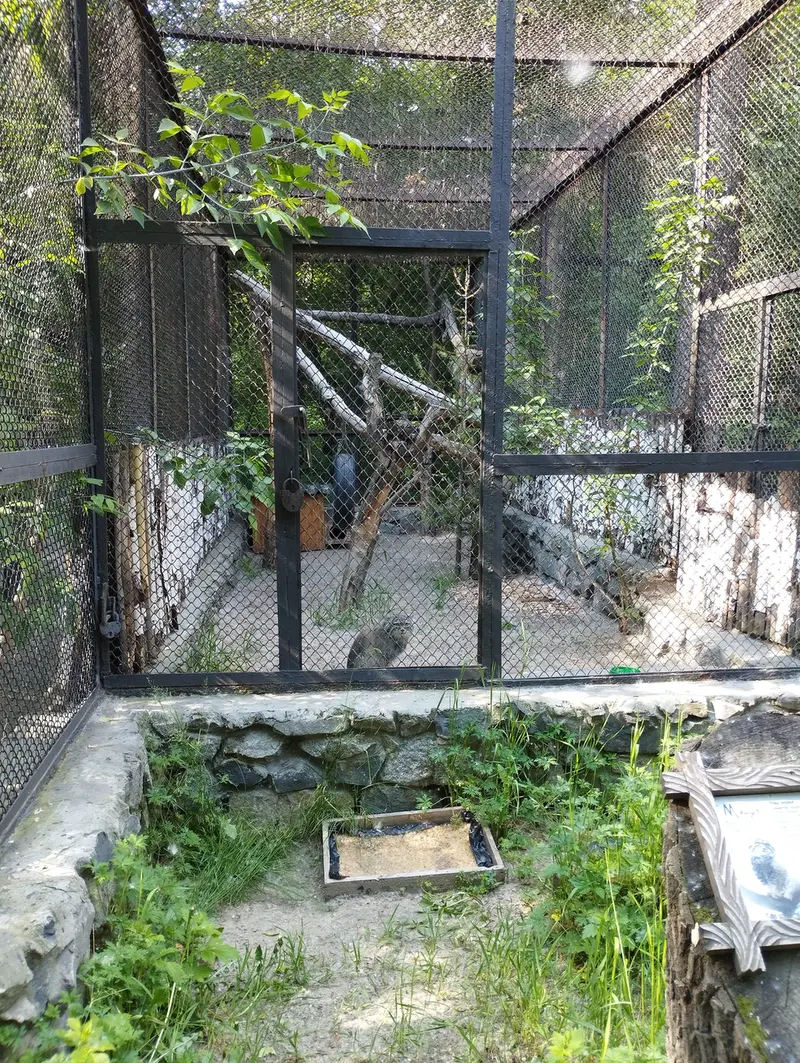 A photograph of a Pallas's cat in Novosibirsk Zoo