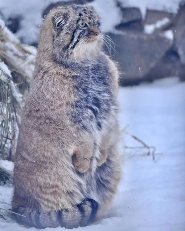 Recognize this manul?