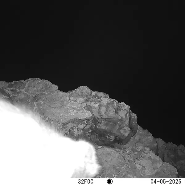 A photograph of Otocolobus manul manul from Besshoky 1 camera trap