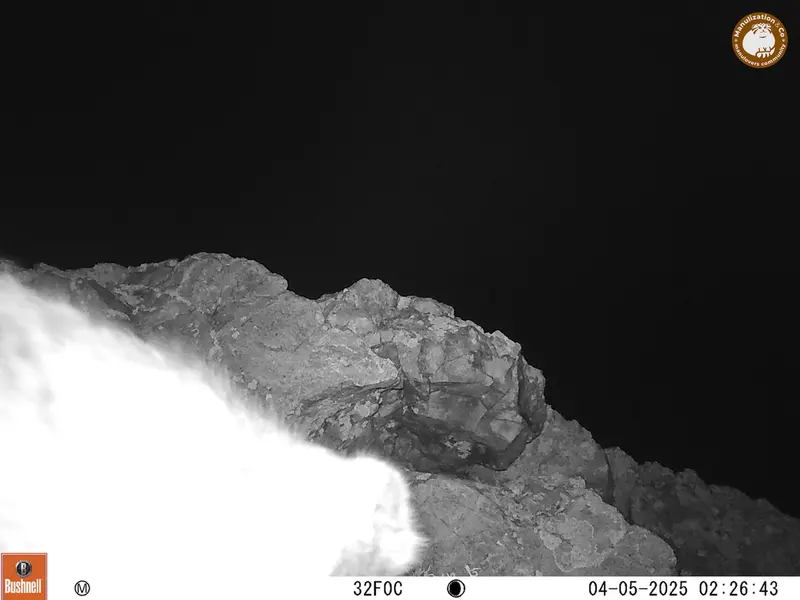 A photograph of Otocolobus manul manul from Besshoky 1 camera trap