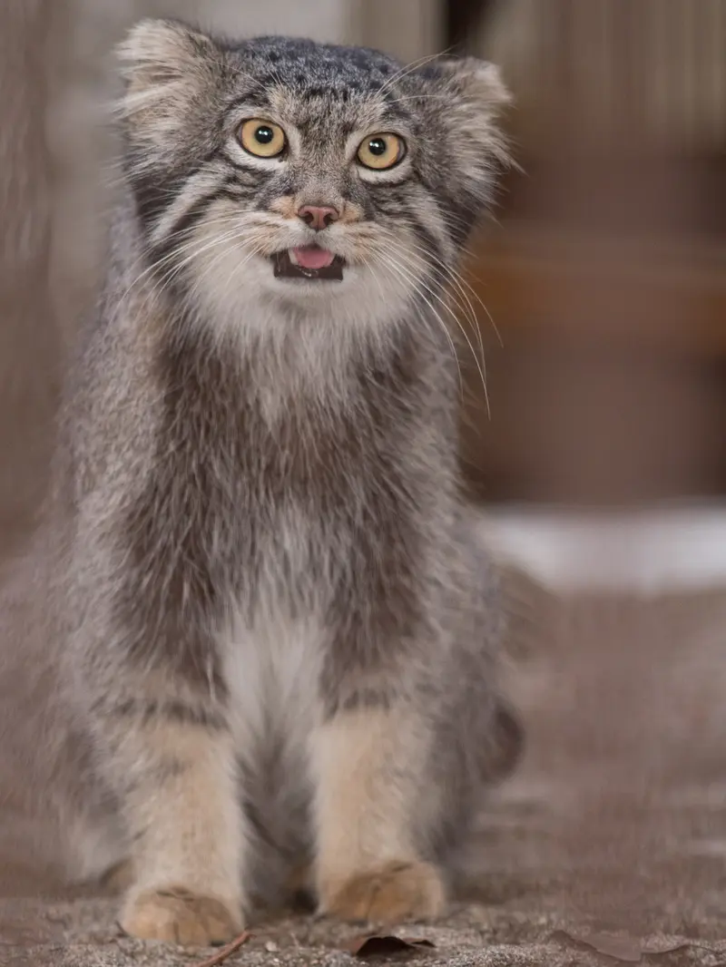 A photograph of Figa in Nogeyama Zoo