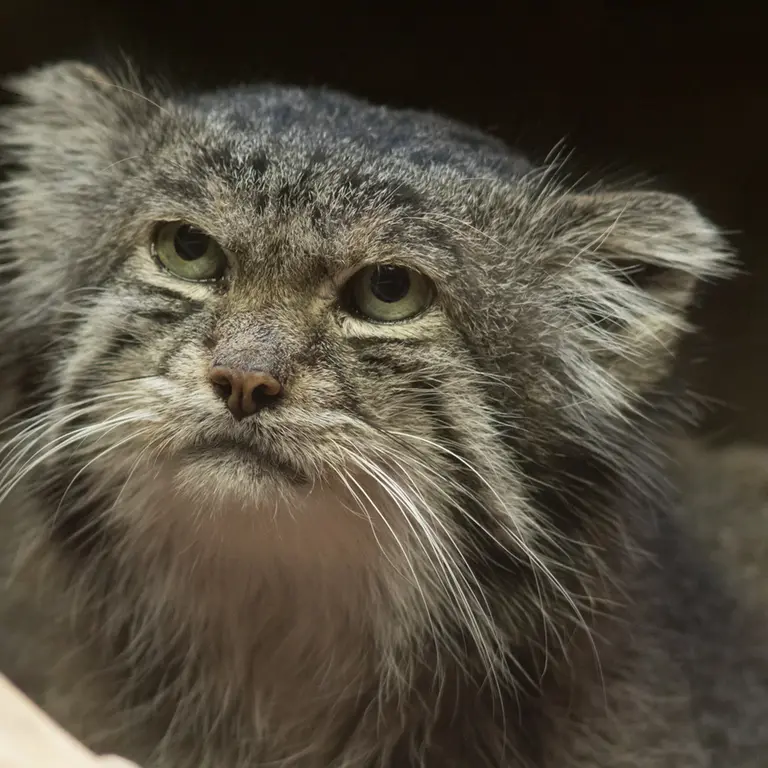 A photograph of Klyon in Ueno Zoological Gardens