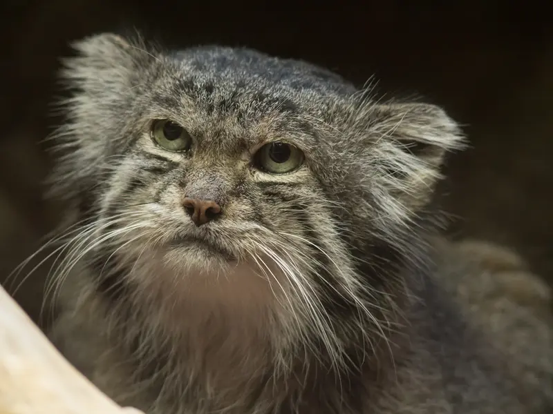 A photograph of Klyon in Ueno Zoological Gardens