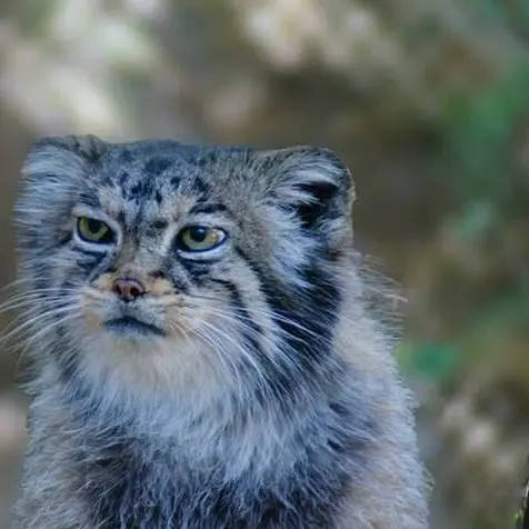 A photograph of Nadia in Cheyenne Mountain Zoo