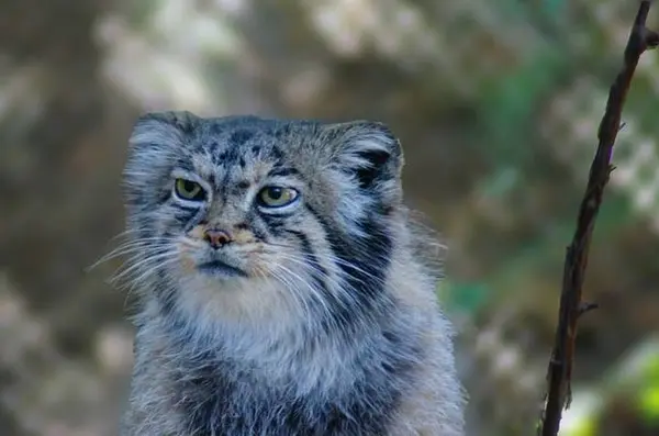 A photograph of Nadia in Cheyenne Mountain Zoo