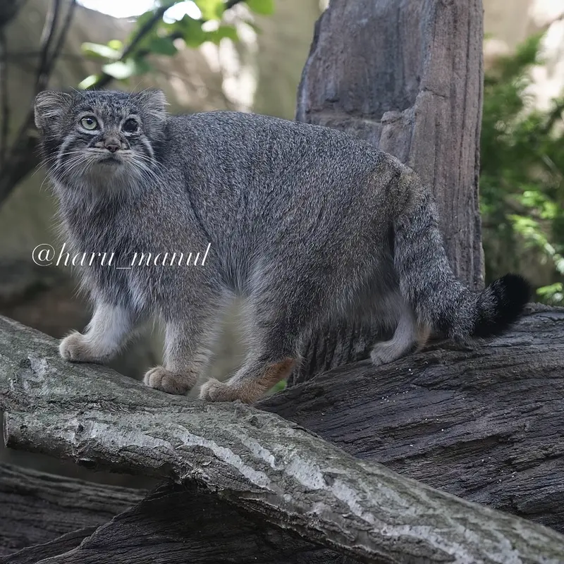 A photograph of Abrikos in Nasu Animal Kingdom
