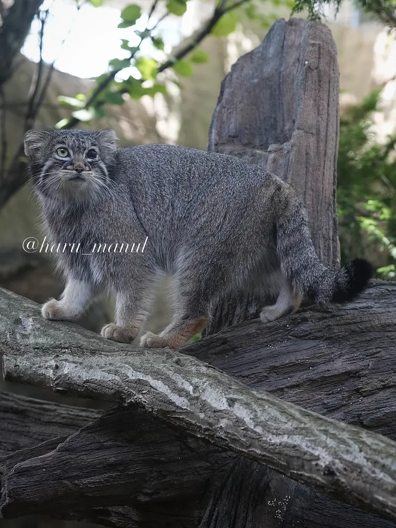 A photograph of Abrikos in Nasu Animal Kingdom