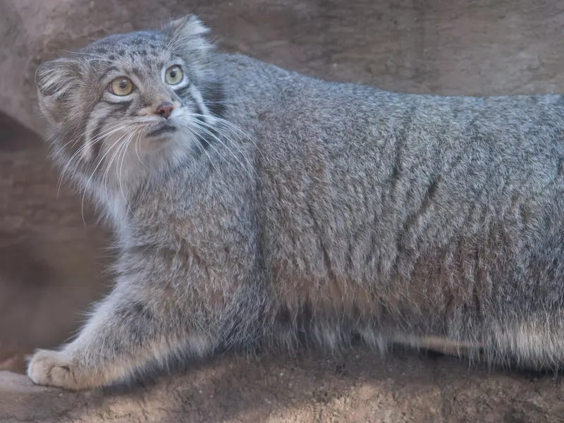 A photograph of Oto in Saitama Children's Zoo