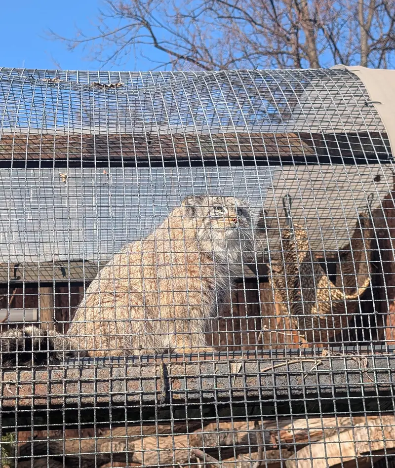 A photograph of Pepe in Leningrad zoo