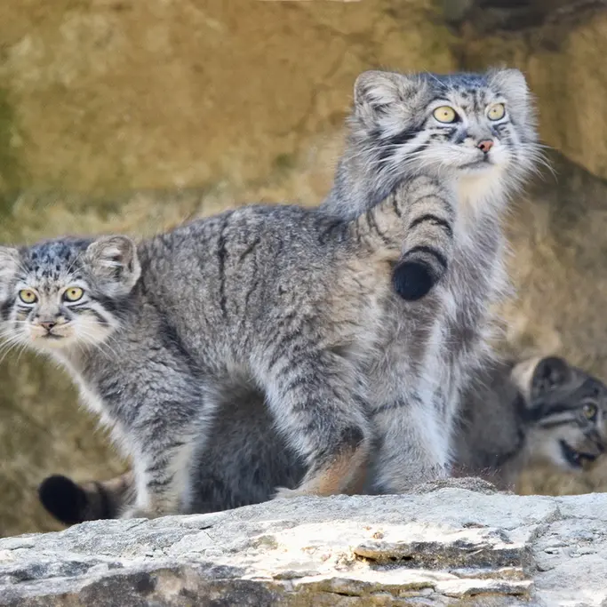 A photograph of Namuu in Port Lympne Wild Animal Park