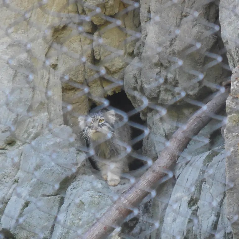 A photograph of Goose in Woodland Park Zoo