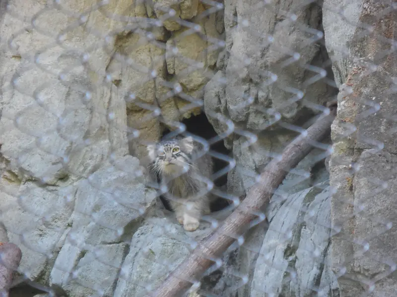 A photograph of Goose in Woodland Park Zoo
