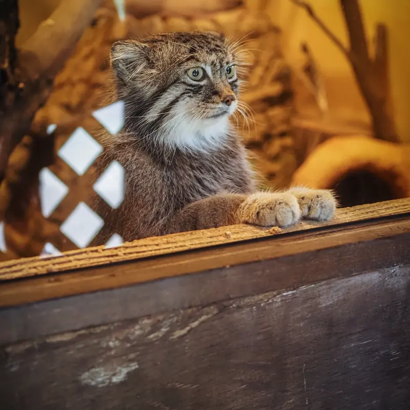 A photograph of Lotos in Saitama Children's Zoo