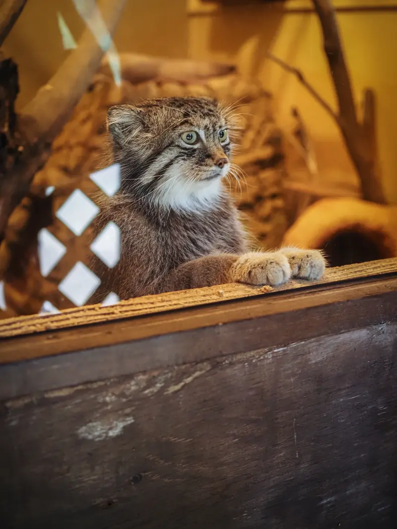 A photograph of Lotos in Saitama Children's Zoo