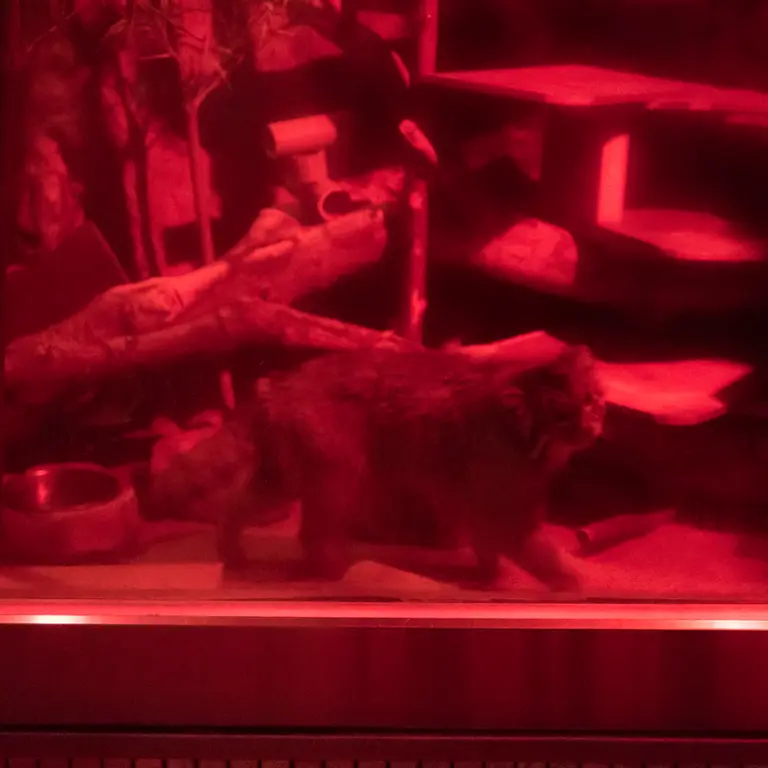 A photograph of Naim in Ueno Zoological Gardens