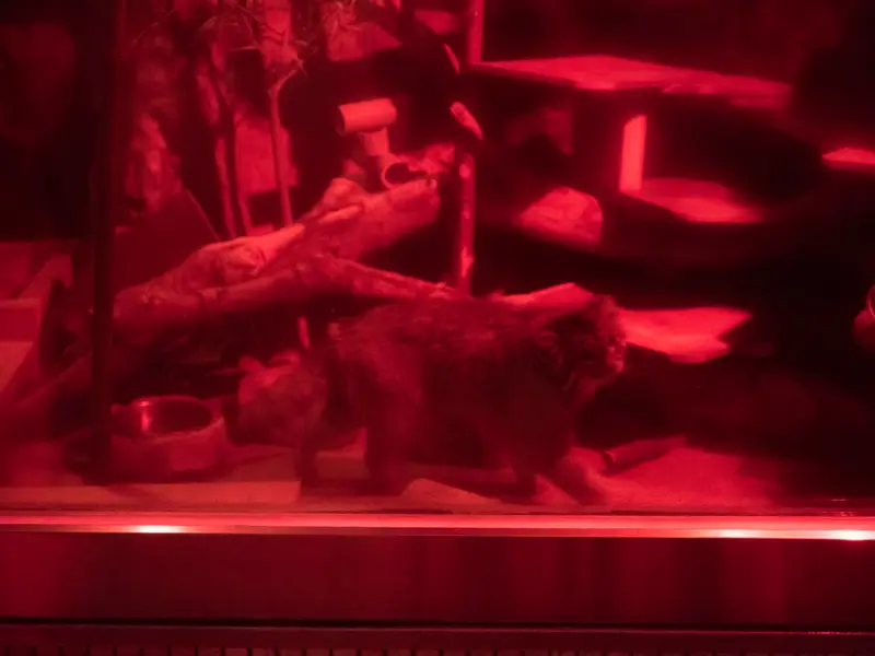 A photograph of Naim in Ueno Zoological Gardens