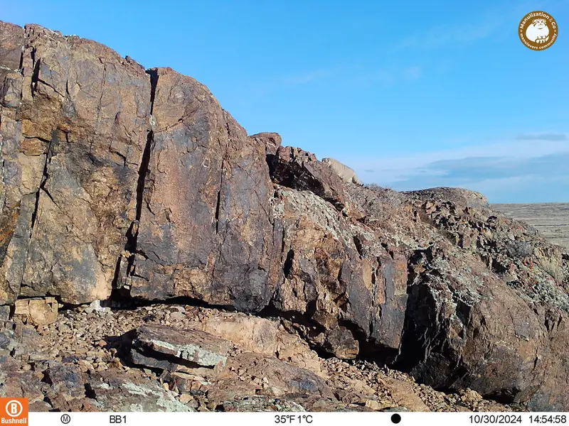A photograph of Otocolobus manul manul from Aktas-Kunkora camera trap