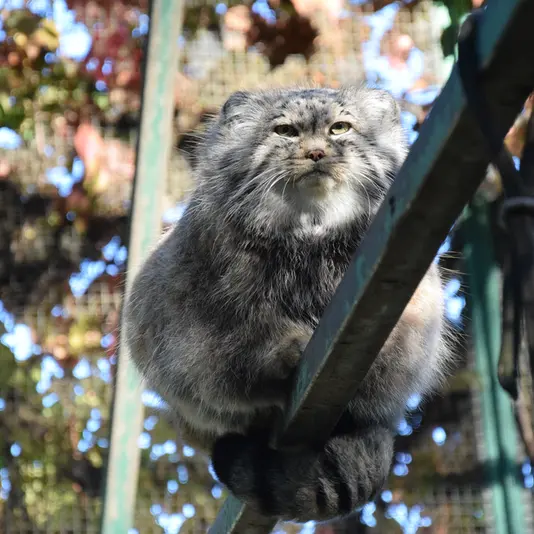 A photograph of Bohus in Budapest Zoo & Botanical Garden