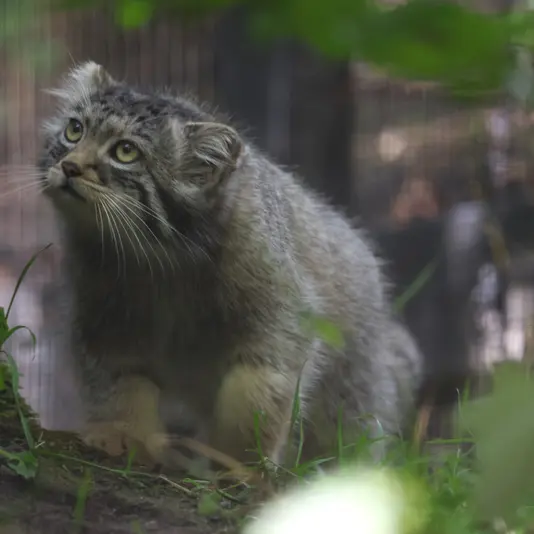 A photograph of Altai in Gdansk Zoo