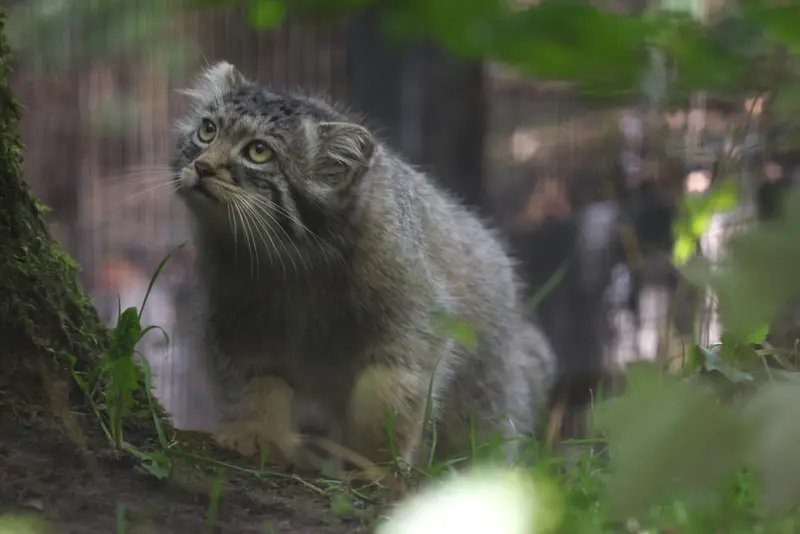 A photograph of Altai in Gdansk Zoo