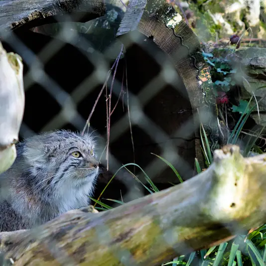 A photograph of Stubsi in Hellabrunn zoo