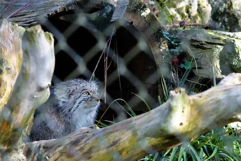 A photograph of Stubsi in Hellabrunn zoo