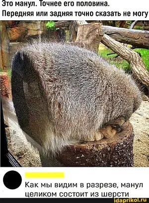 The Truth About the Manul