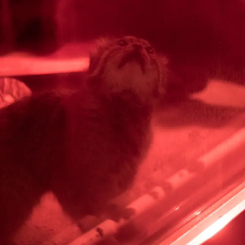 A photograph of Naim in Ueno Zoological Gardens