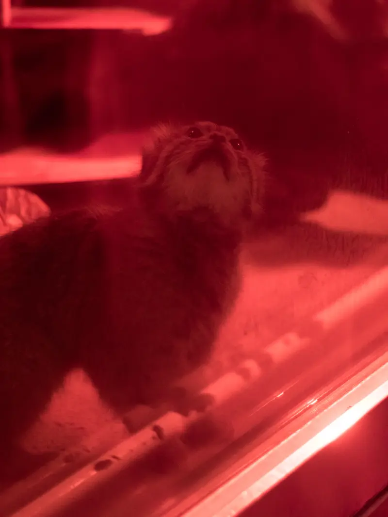 A photograph of Naim in Ueno Zoological Gardens
