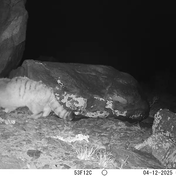 A photograph of Otocolobus manul manul from Koshkar camera trap