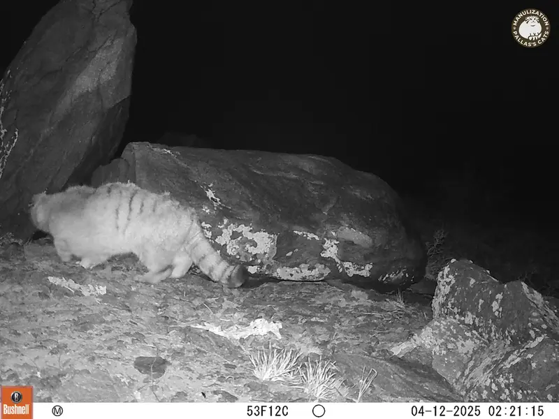 A photograph of Otocolobus manul manul from Koshkar camera trap