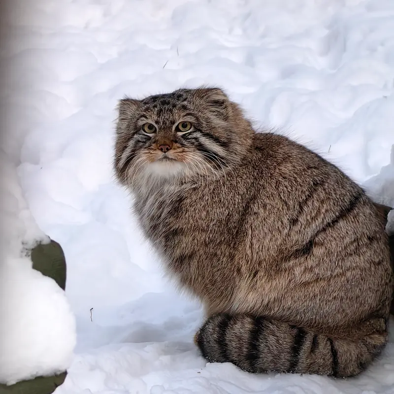 A photograph of Son of Lolo 2024 Ⅲ in Novosibirsk Zoo